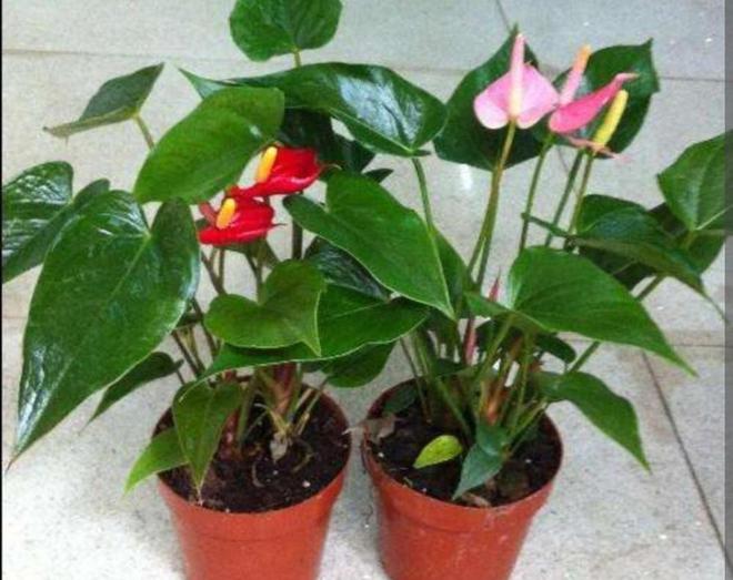 常春藤扦插 季节：掌握最佳时机，实现繁殖成功