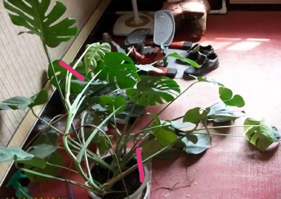 人工孵鸡蛋的方法：完整指南与技巧