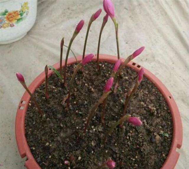 柚子怎么种植方法：掌握关键步骤，实现丰收