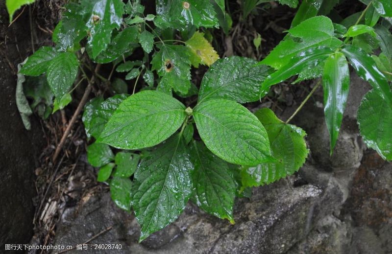 生姜的种植时间和方法：掌握关键要点，收获丰硕成果