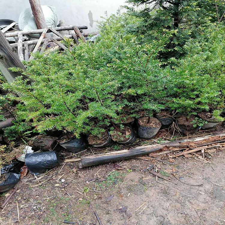 大叶吊兰养殖方法：掌握关键技巧，养出繁茂绿植