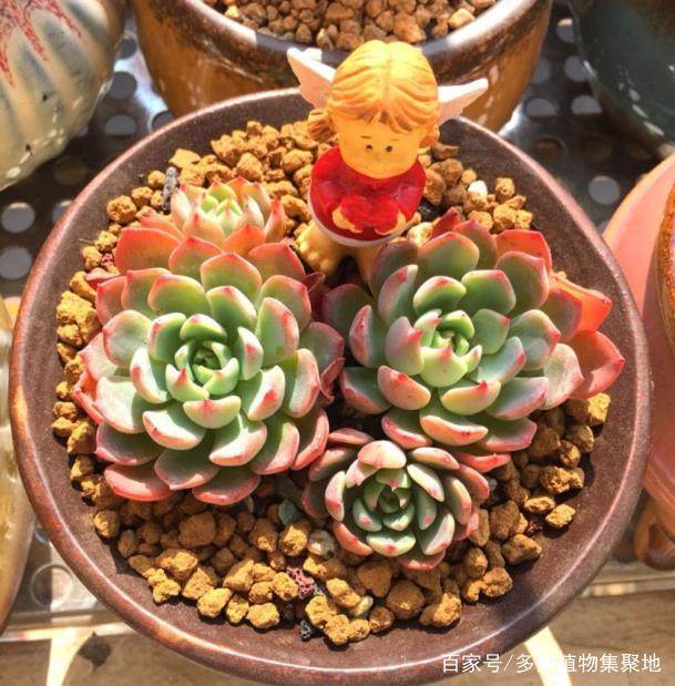 毛竹盆栽图片：绿意盎然的家居点缀