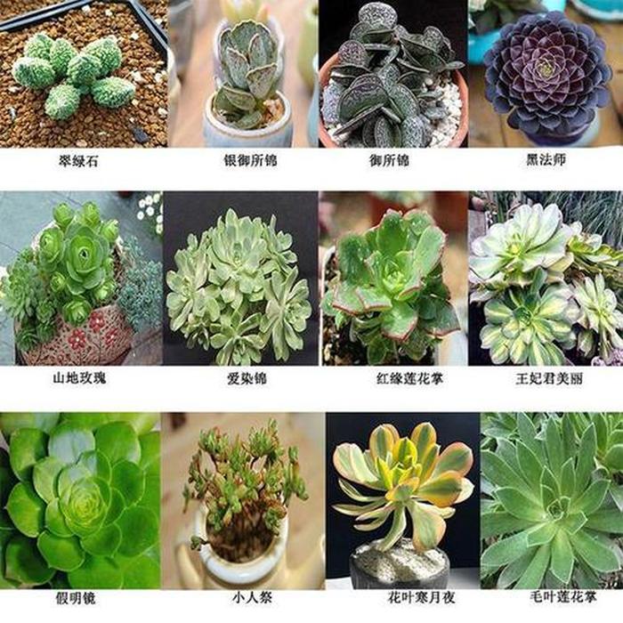 富贵竹繁殖方法：轻松培育繁茂绿植