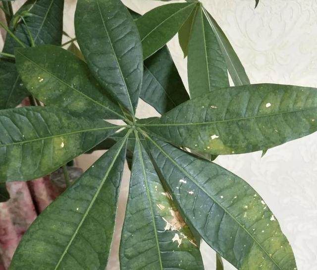 小葱的种植方法：家庭菜园必备指南