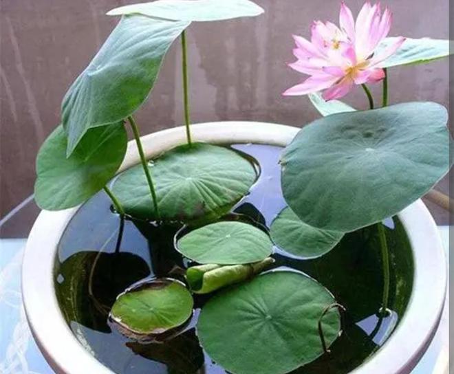 香雪兰种植方法：打造属于自己的花香世界