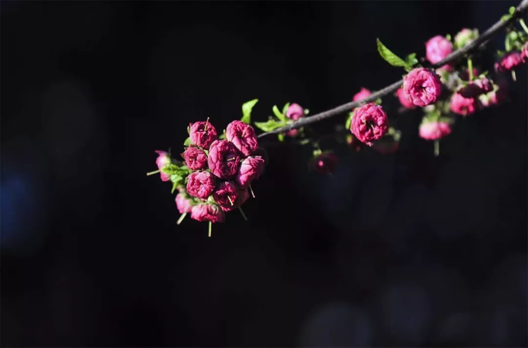 标题：夏季薰衣草扦插——掌握技巧，轻松繁殖美丽香草