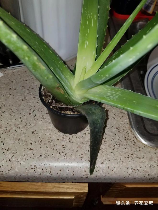樱桃树种植方法：从选种到丰收的全方位指南