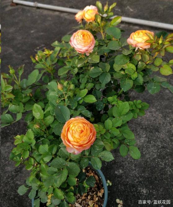 黑法师扦插季节：掌握最佳时机，繁殖成功率翻倍