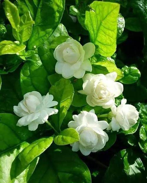 香菜播种方法：掌握要领，轻松种植