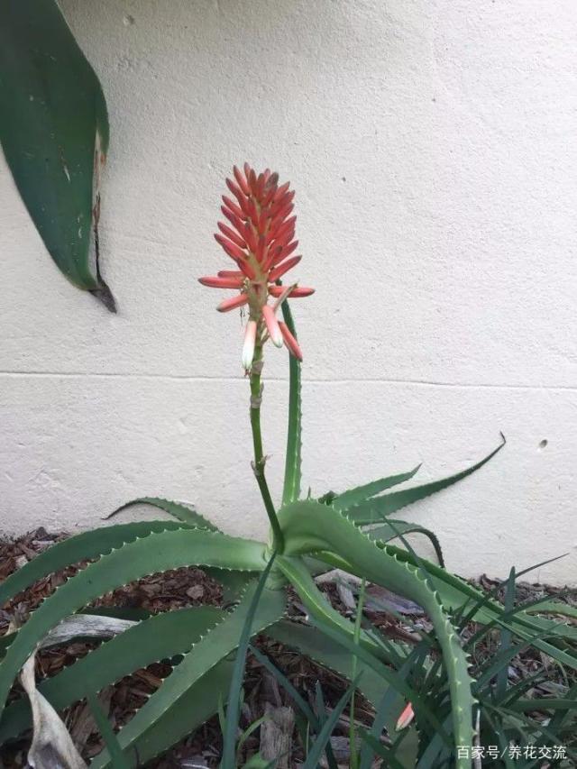 香蕉的种植方法视频：掌握要点，轻松种植