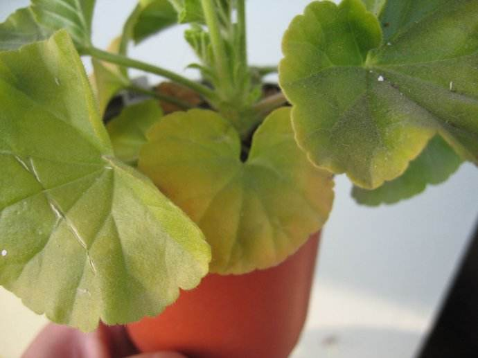 农广天地盆栽葡萄：家庭种植的新选择