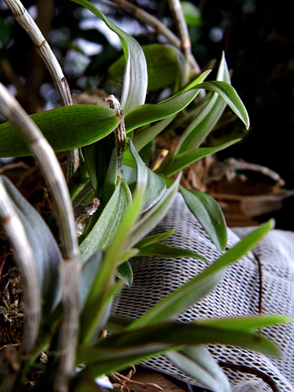 百合竹的扦插方法：繁殖新植株的详细指南