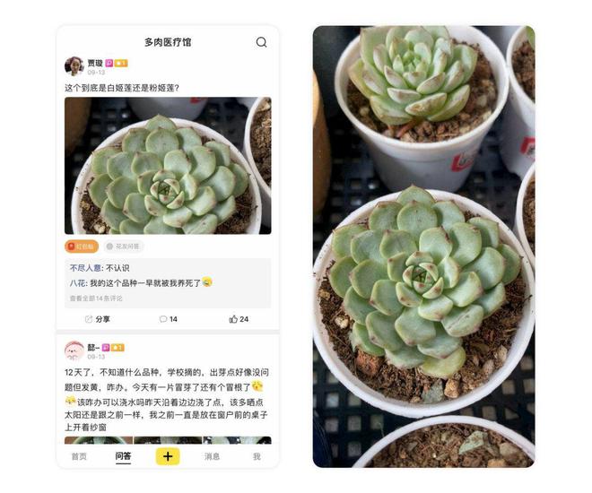 文竹种子种植方法：培育优雅绿植的详细指南