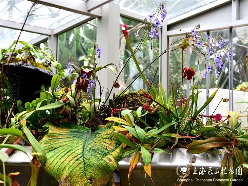 文旦种子盆栽：种植与养护指南