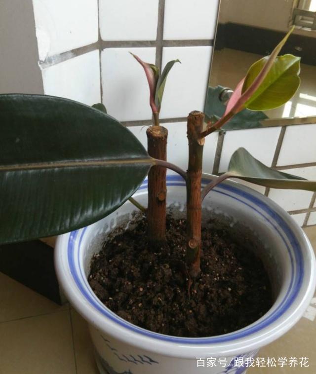 甜瓜嫁接的最新方法