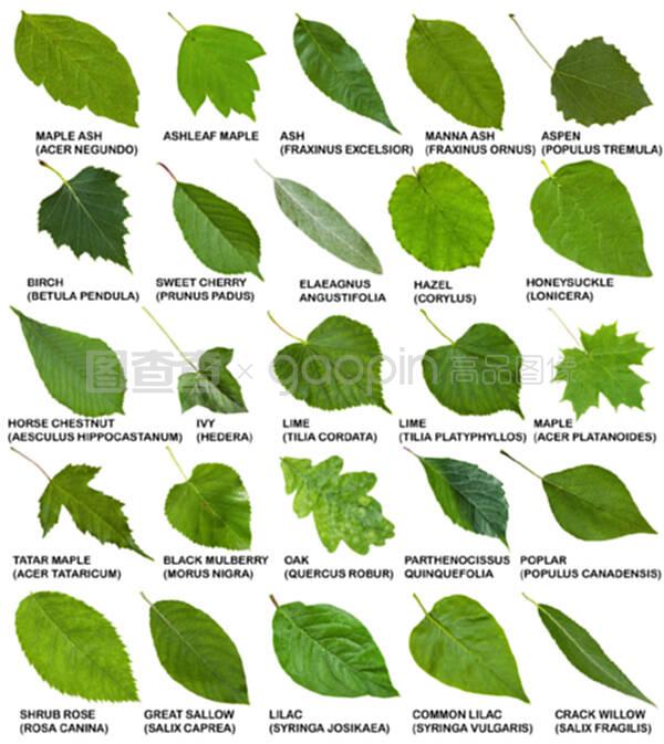 茴香的种植方法：从选种到收获的全方位指南