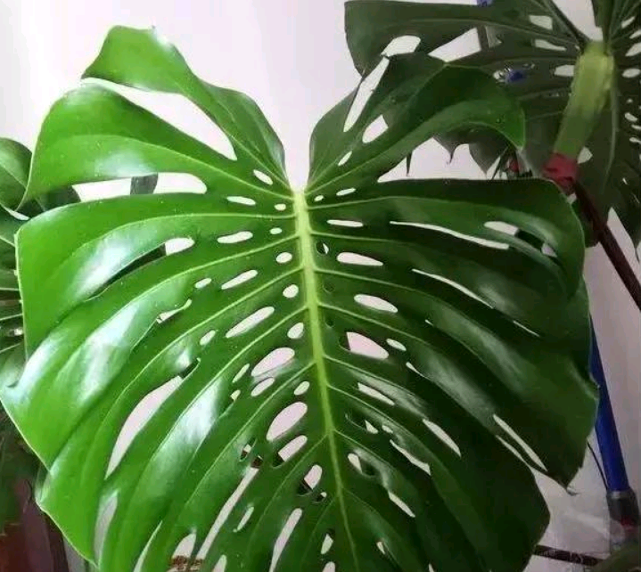 红豆杉室内养殖方法：为家中增添一抹绿意