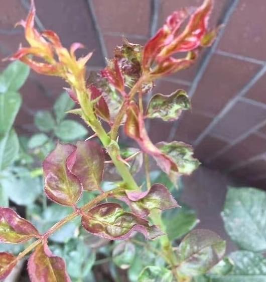 琴叶榕养植方法：浇水指南