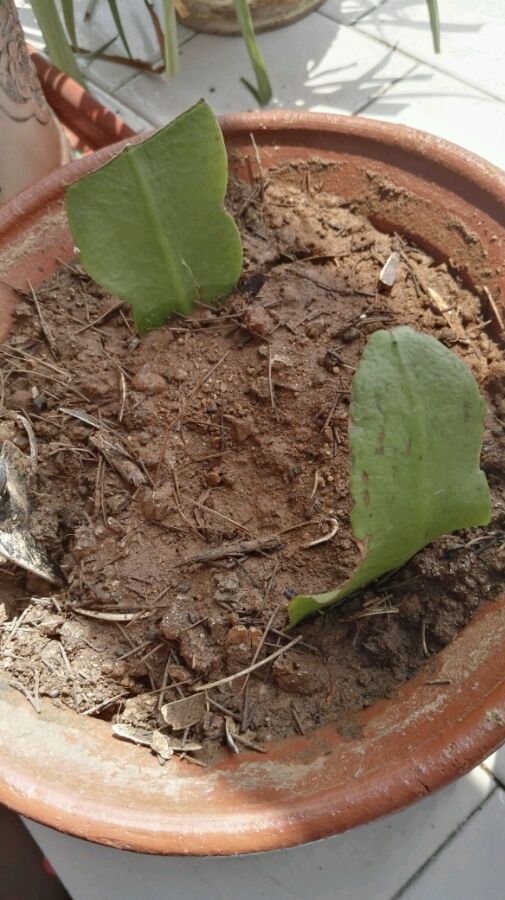盆栽葡萄利润：开启家庭种植新商机