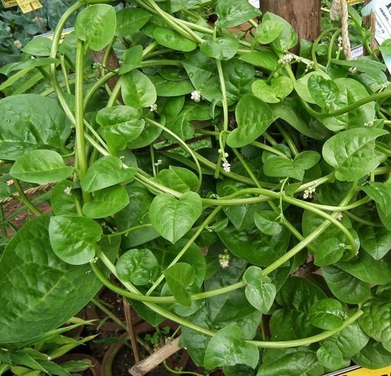 平菇种植方法：掌握要领，轻松培养美味佳肴