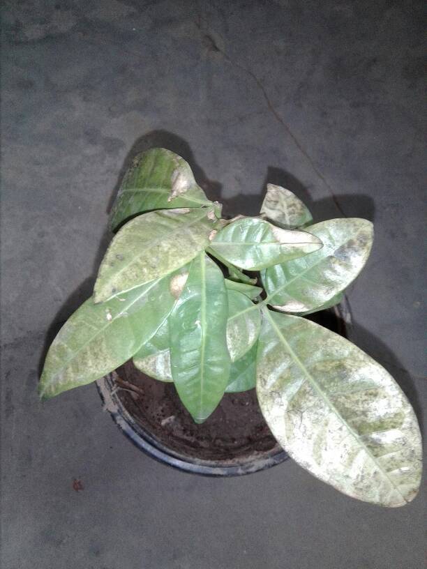 柚子种子种植方法：带你探索培育美味柚子的秘密