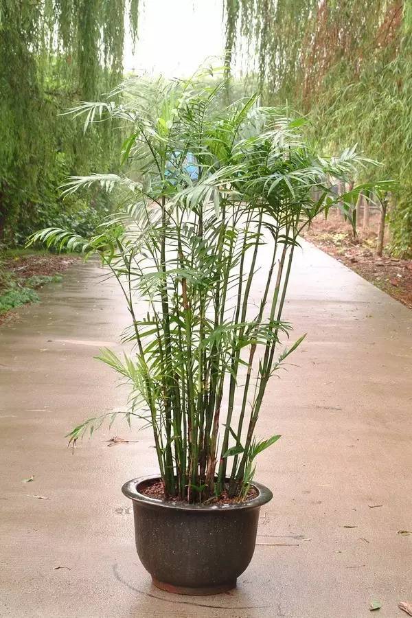 猕猴桃的种植方法：掌握技巧，丰收在望