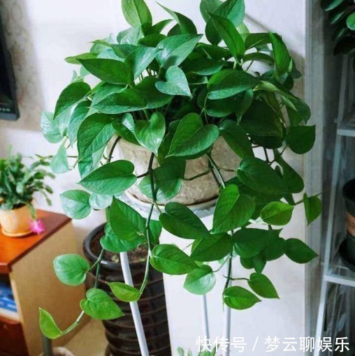 康乃馨怎么养殖方法：园艺达人的详细指南
