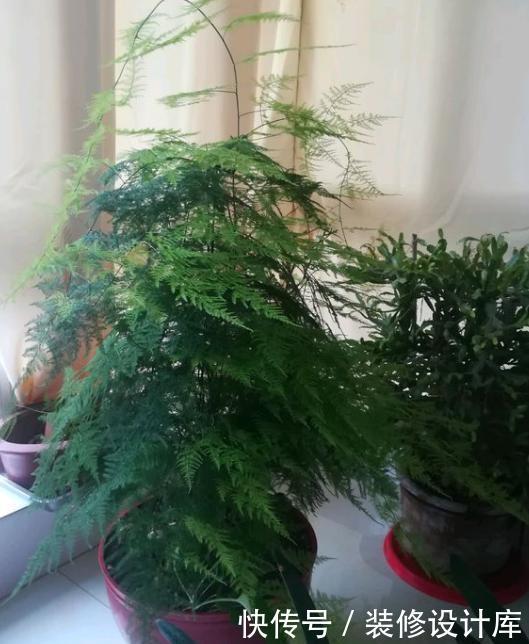 木槿养殖方法：打造私家花园的亮丽风景线