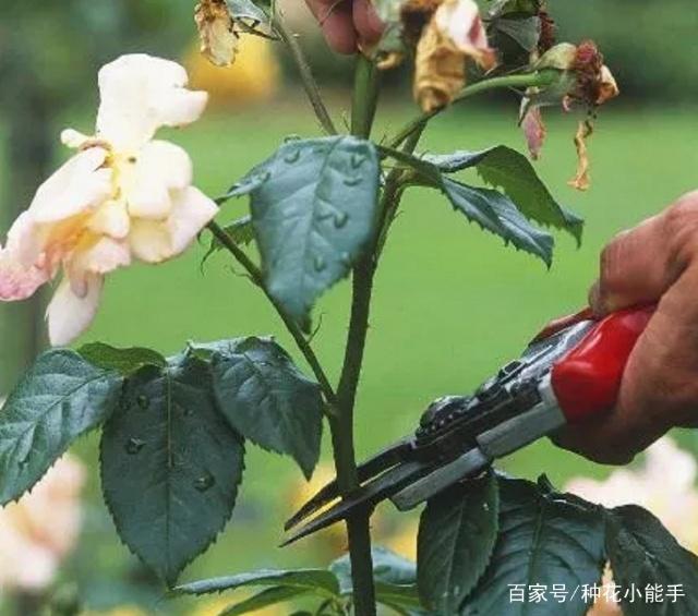 散尾葵的养护方法：让你的绿植更加生机勃勃