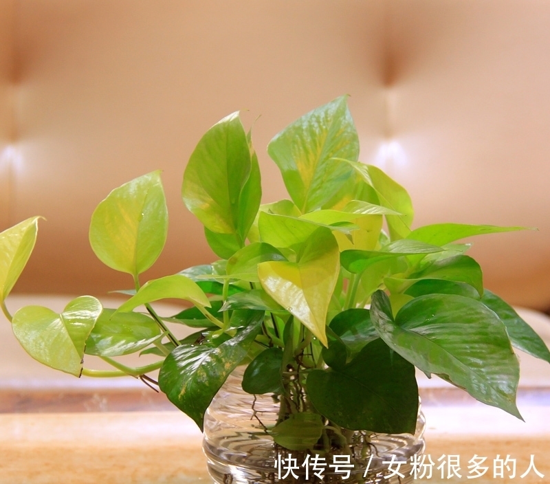 玫瑰枯萎剪枝扦插：拯救你的衰败玫瑰