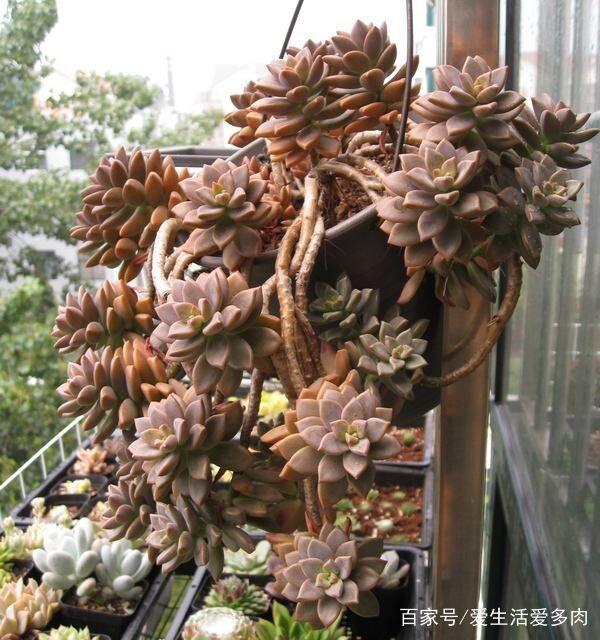 康乃馨盆栽拿货：批发市场选购指南