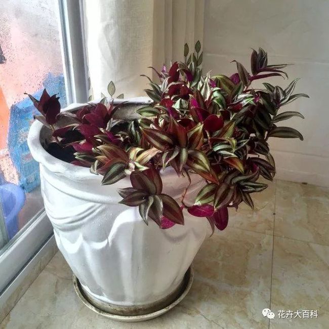 羊口疮怎么治疗土方法：传统智慧在现代养殖中的应用