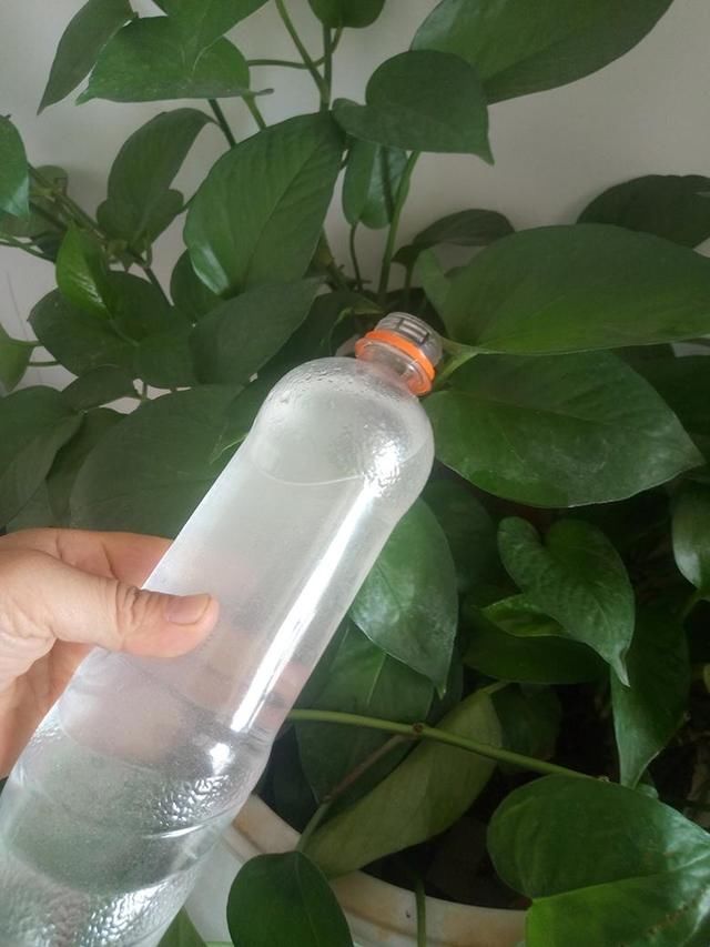 母猪腹泻的治疗方法
