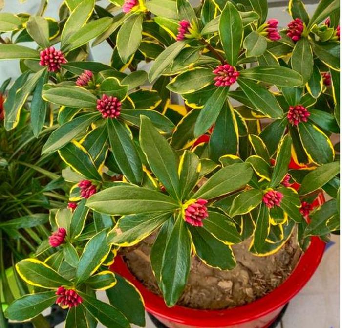 《植物养殖园丁：多肉植物的种植方法》