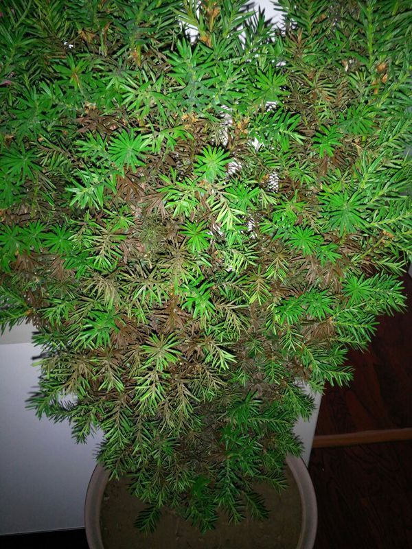 家养人参的种植方法
