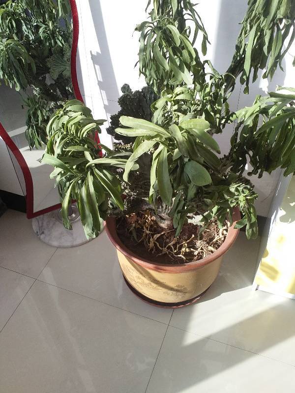 盆栽腊梅修剪视频：掌握技巧，养出繁茂腊梅