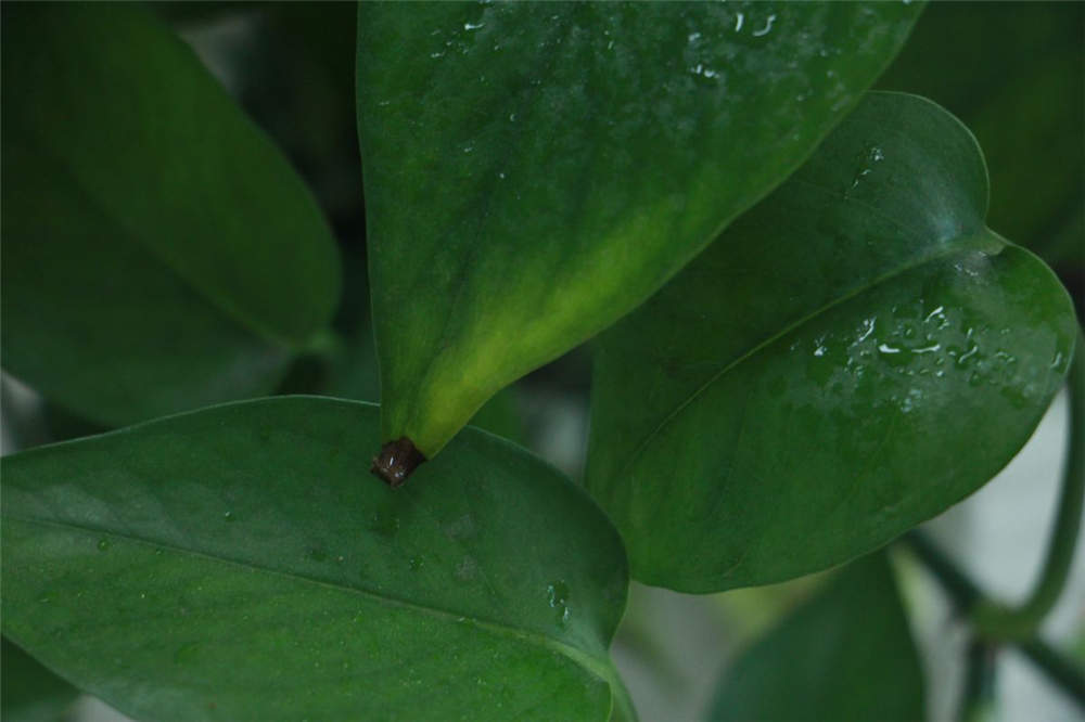 水蛭炮制方法：传统工艺与现代技术的完美结合