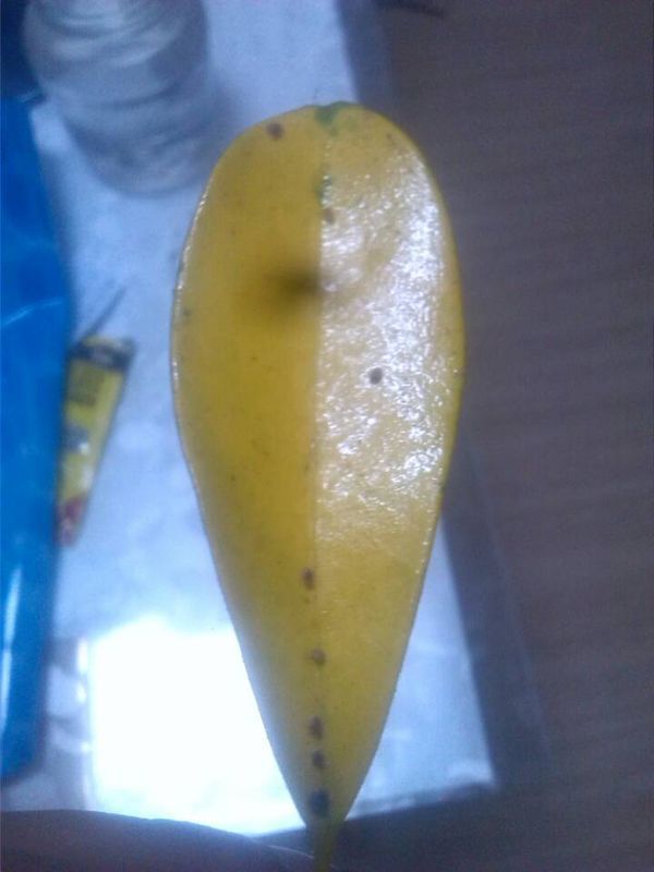 西瓜怎么种植方法如下