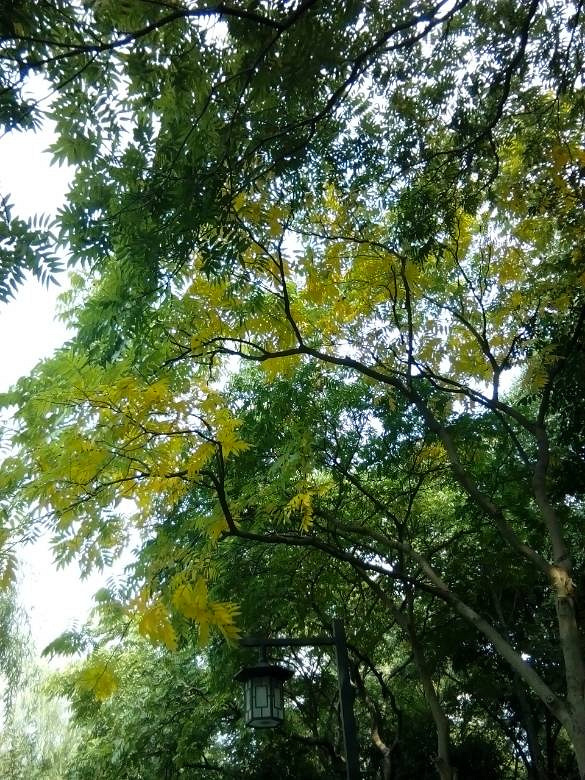 发财树养植方法：让你的财富茁壮成长