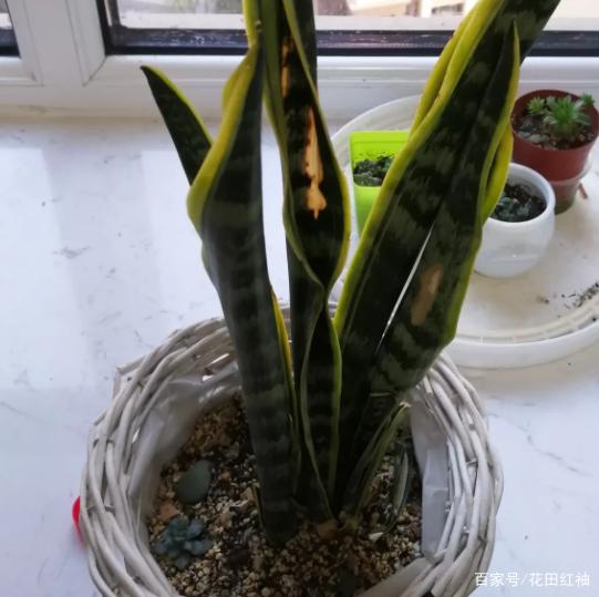 菊花的扦插方法：详解繁殖技巧