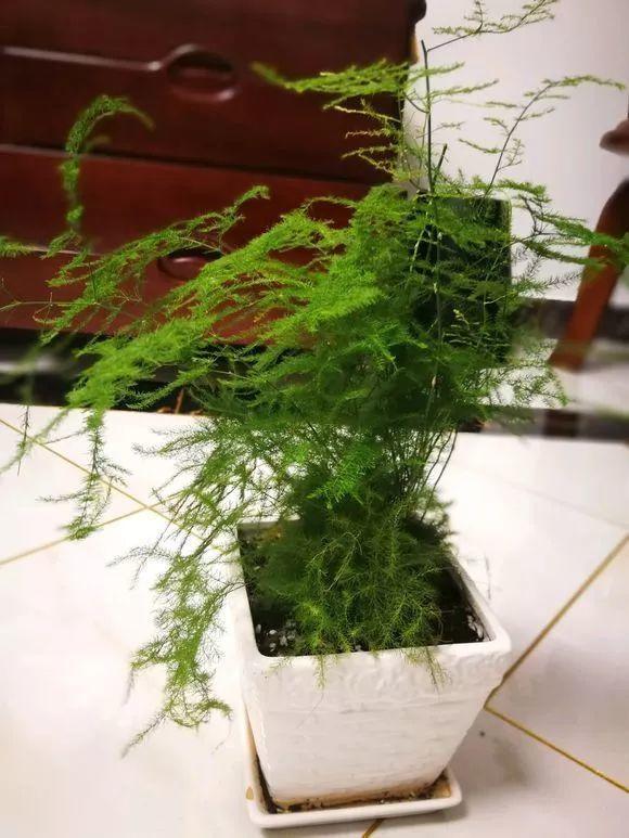 春兰的养殖方法和注意事项