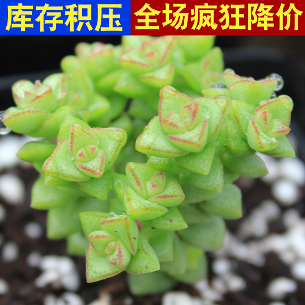 白糖喂牛育肥方法：高效增重新策略