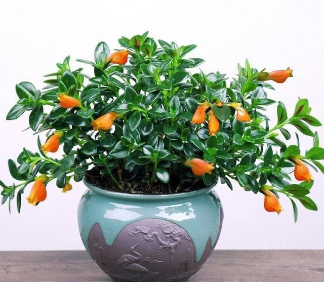 种植牧草方法：高效养殖的关键指南