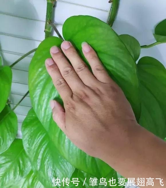 盆栽种蒜苗怎么种：家庭园艺新手的种植指南