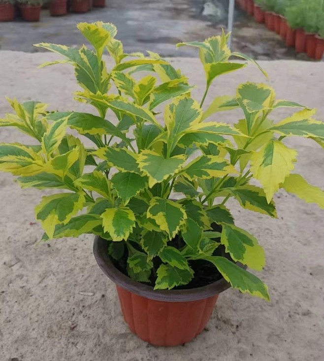 杨桃种植方法：掌握要领，丰收在望