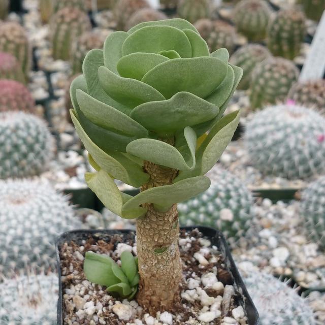 波斯菊种植方法：美丽家园的点缀之选