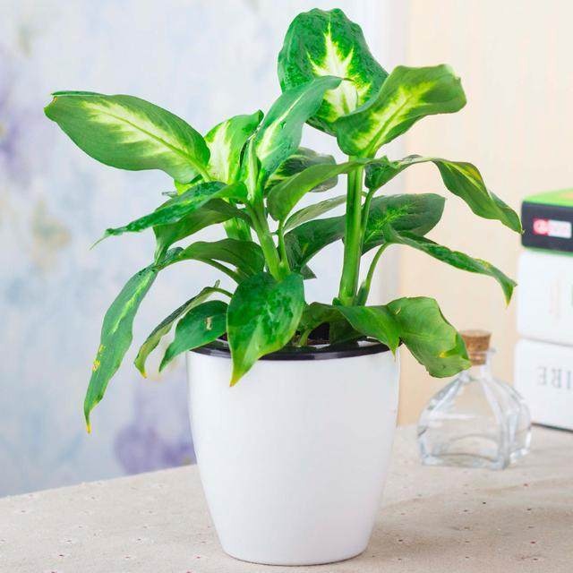 虎皮兰的浇水方法：让您的绿色伙伴茁壮成长