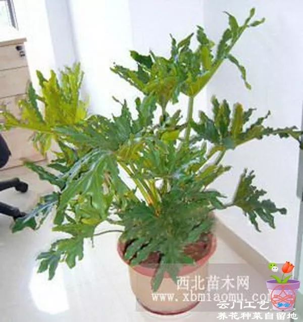 盆栽香椿视频：掌握种植技巧，享受美味佳肴