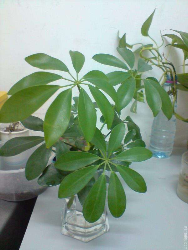 秋菠菜的种植方法