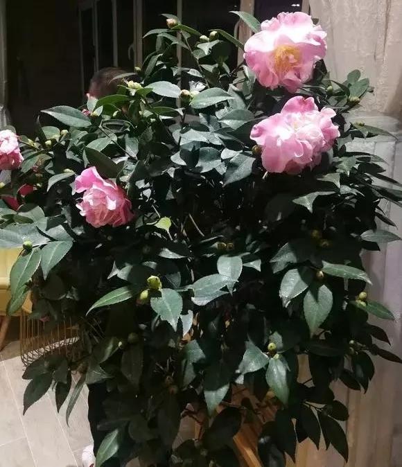 柠檬种子种植方法：在家轻松培育柠檬树
